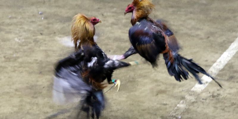 Đa dạng các giống gà tranh tài 