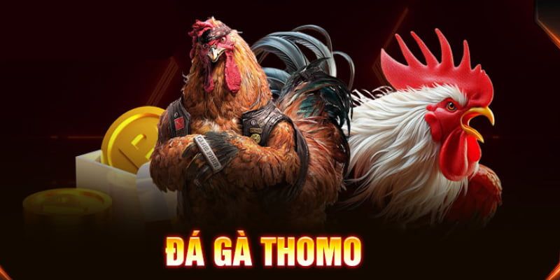 Chọi gà thomo là gì?