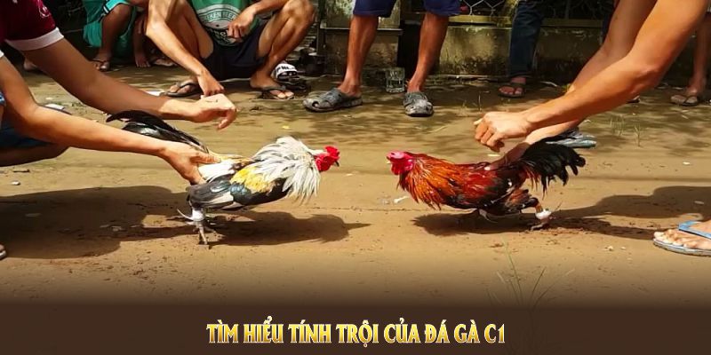 Mô tả về trực tiếp đá gà C1 tại 88CLB